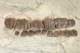 Fossil Running Rhino (Hyracodon) Skull - South Dakota #192112-4